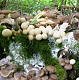 fungi on stump