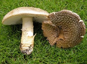 Amanita franchetii  MykoGolfer