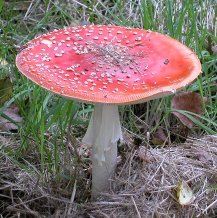 A muscaria