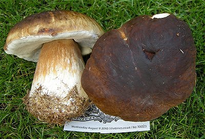 Boletus edulis  MykoGolfer