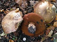 Boletus erythropus  MykoGolfer