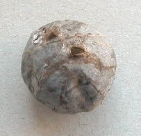 Bovista plumbea