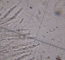 Chaetosphaeria pulviscula © MykoGolfer