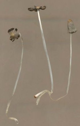 Coprinopsis friesii © MykoGolfer