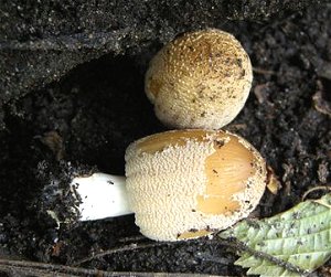 Coprinus domesticus  MykoGolfer