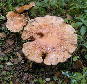 Cortinarius praestans  MykoGolfer