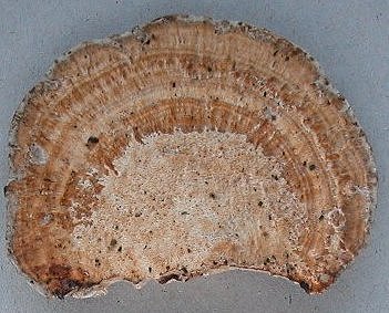 Daedaleopsis confragosa