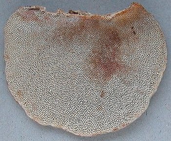 Daedaleopsis confragosa