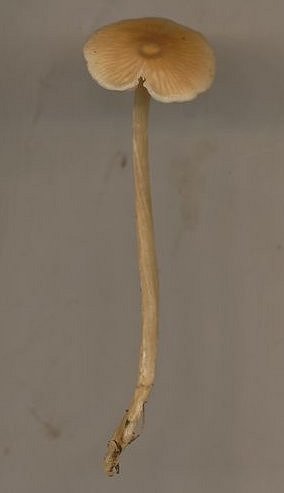 Entoloma longistriatum v sarcitulum © MykoGolfer