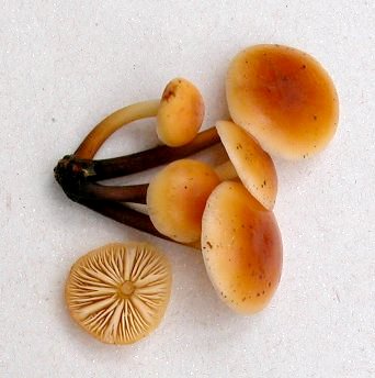Flammulina velutipes