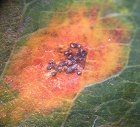 Gymnosporangium sabinae © MykoGolfer