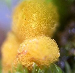 Hemitrichia calyculus © MykoGolfer