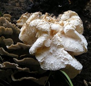 Hericium cirrhatum at Speke Hall  MykoGolfer