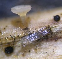 Hymenoscyphus vitellinus with Periconia © MykoGolfer