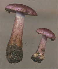 Inocybe geophylla var. lilacina  MykoGolfer