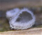 Lachnella alboviolescens © MykoGolfer
