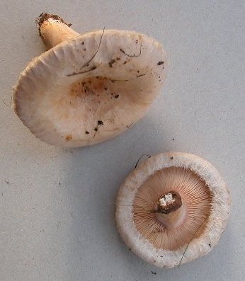 Lactarius pubescens