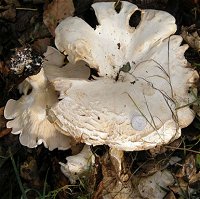 Leucopaxillus giganteus  MykoGolfer