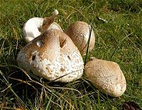 Macrolepiota excoriata  MykoGolfer