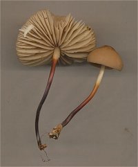 Marasmius cohaerens  MykoGolfer