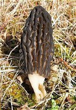 Morchella elata  MykoGolfer