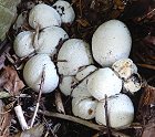 Phallus impudicus eggs © MykoGolfer