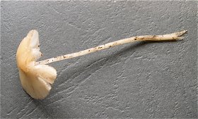 Psathyrella pseudogracilis f. substerilis © MykoGolfer