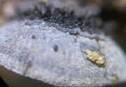 Resupinatus trichotis © MykoGolfer