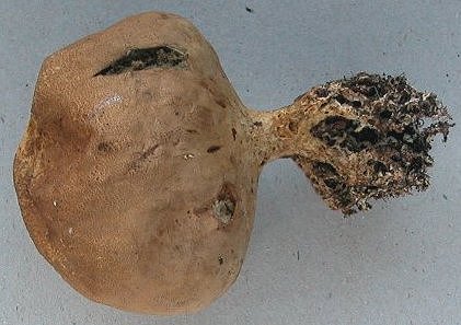 Scleroderma verrucosum