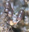 Steminotopsis typhina © MykoGolfer