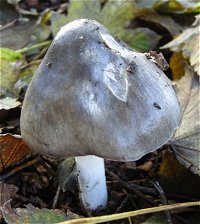 Volvariella gloiocephala  MykoGolfer