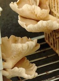 oyster mushrooms growing on cotton wastes