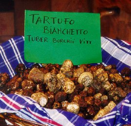 Tartufo bianchetto collected from Umbria by Giuliano Martinelli