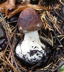 unknown fungus © MykoGolfer