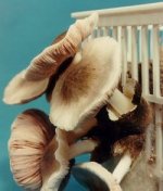 straw mushrooms
