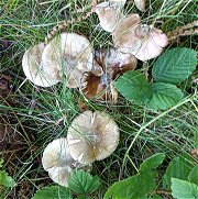 Amanita phalloides   MykoGolfer