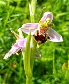 Bee Orchid © MykoGolfer