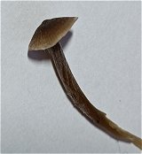 Entoloma minutum   MykoGolfer