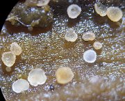 Hyaloscypha aureliella © MykoGolfer