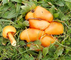 Hygrocybe chlorophana   MykoGolfer