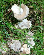 Hygrophorus hypothejus   MykoGolfer