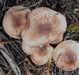 Lepiota ochraceofulva   MykoGolfer