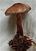 Lepiota pseudolilacea   MykoGolfer