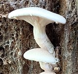 Pleurotus dryinus   MykoGolfer