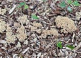 Ramaria stricta   MykoGolfer