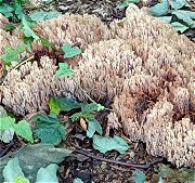 Ramaria stricta   MykoGolfer