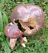 Suillus luteus   MykoGolfer