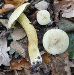 Tricholoma sulphureum   MykoGolfer